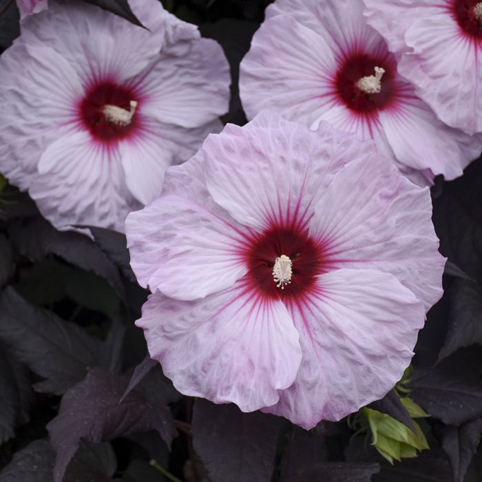 Hibiskus bagienny &#39;Summerfic™ Dark Mystery&#39; Hibiscus moscheutos