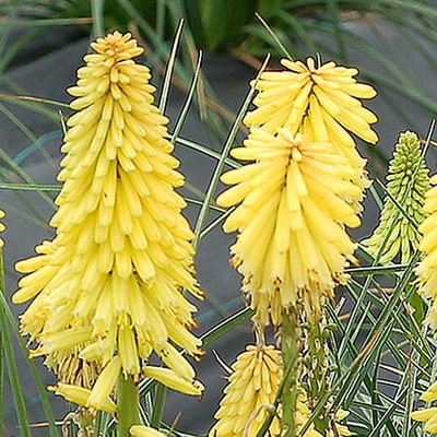 Trytoma &#39;Poco Yellow&#39; Kniphofia hybrida