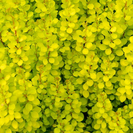 Berberys na pniu &#39;Sunny&#39; Berberis thunbergii
