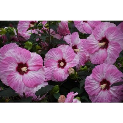 Hibiskus bagienny &#39;Summerfic™ Spinderella&#39; Hibiscus moscheutos