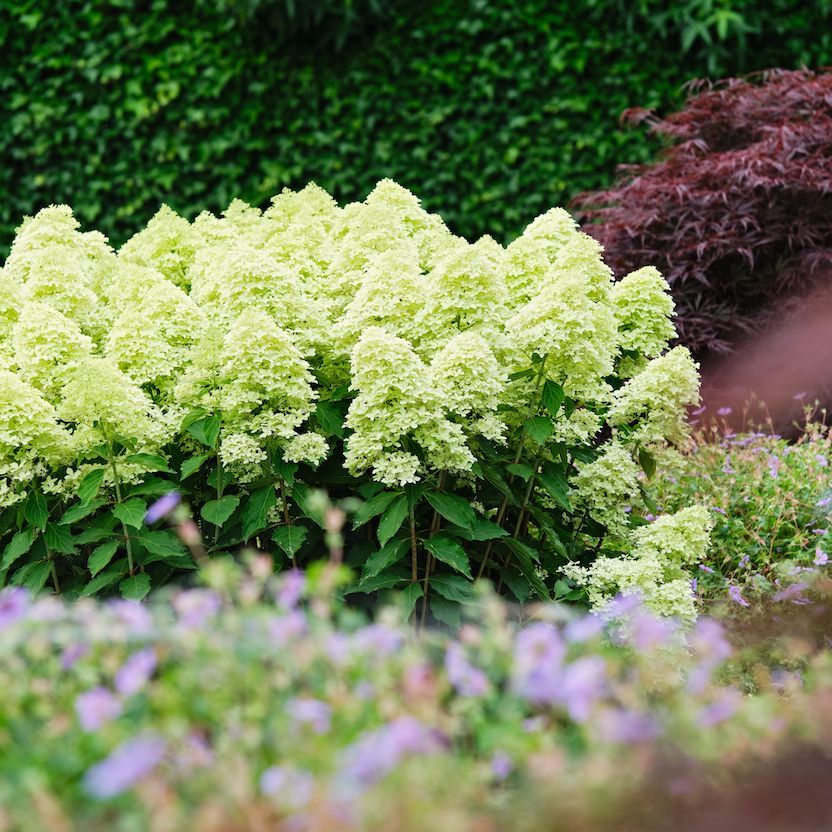 Hortensja bukietowa &#39;Magical® Lime Sparkle&#39; Hydrangea paniculata