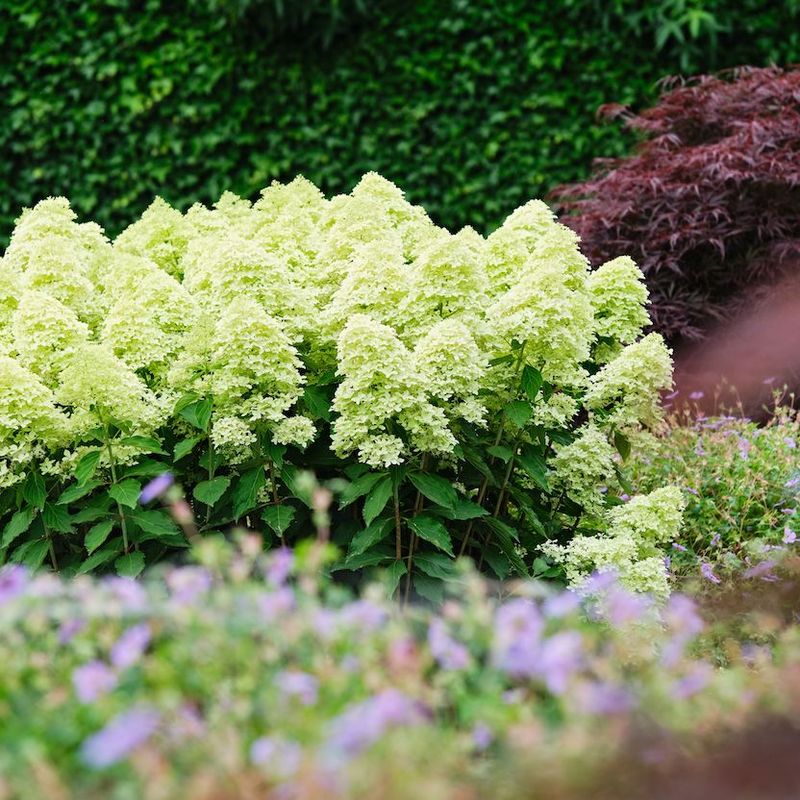 Hortensja bukietowa &#39;Magical® Lime Sparkle&#39; Hydrangea paniculata