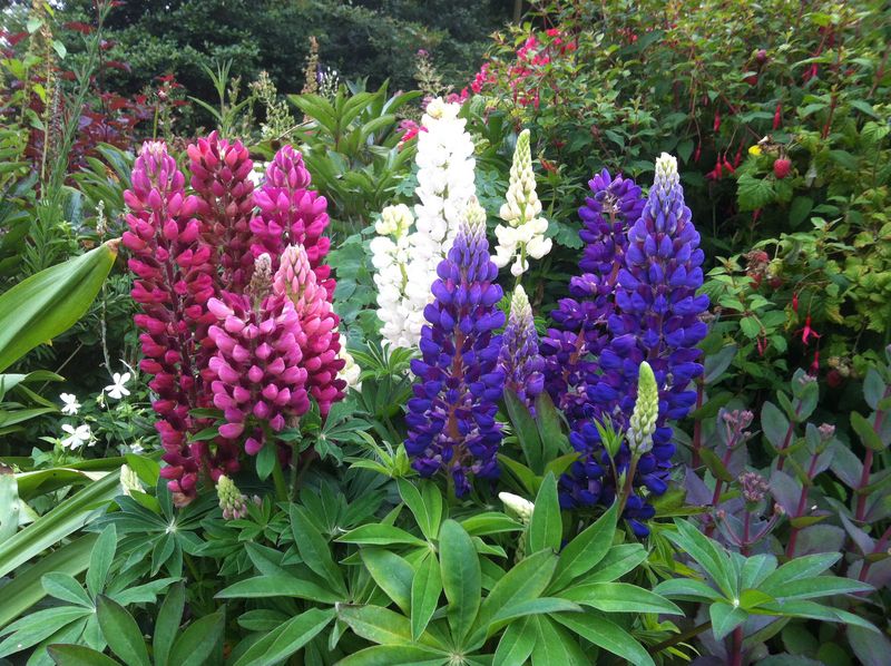 Łubin legendarny mix kolorów Lupinus hybrida