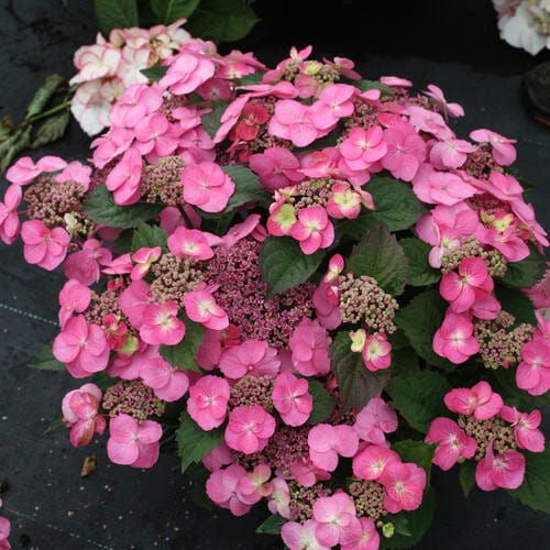 Hortensja piłkowana Flair &amp; Flavours® &#39;Cotton Candy&#39; Hydrangea serrata