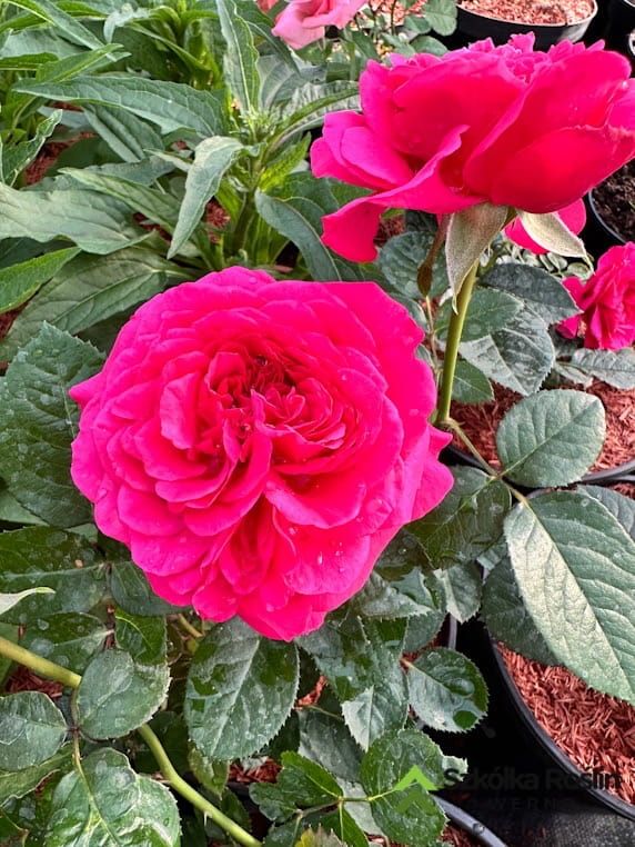Róża stojąca &#39;Renaissance® Shiori™ Poulren041(N)&#39; Rosa hybrida