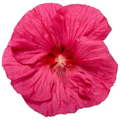 Hibiskus bagienny &#39;Summerfic™ Evening Rose&#39; Hibiscus moscheutos