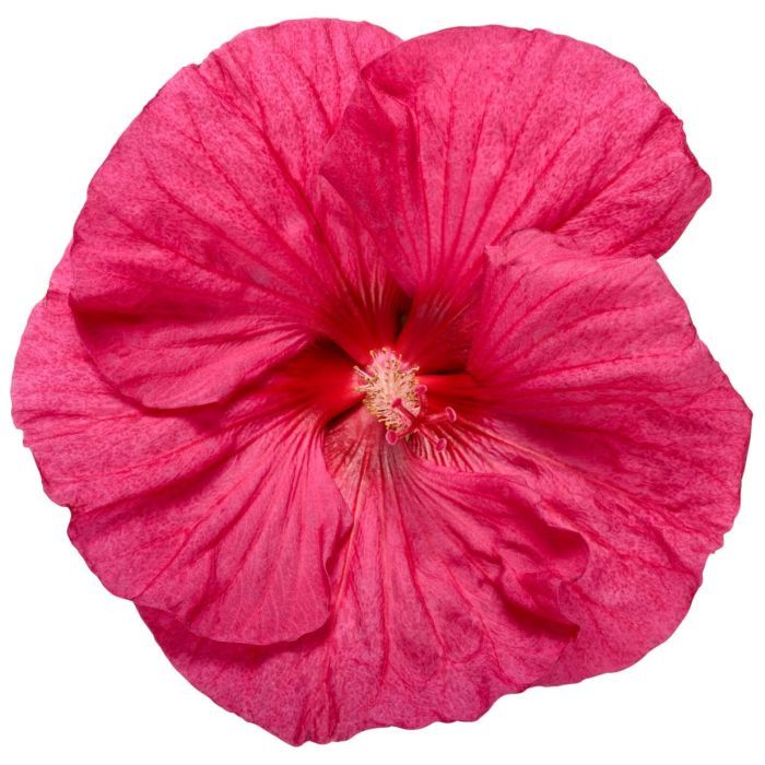 Hibiskus bagienny 'Summerfic™ Evening Rose' Hibiscus moscheutos