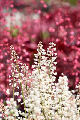 Żuraweczka &#39;White Revolution&#39; Heucherella hybrida