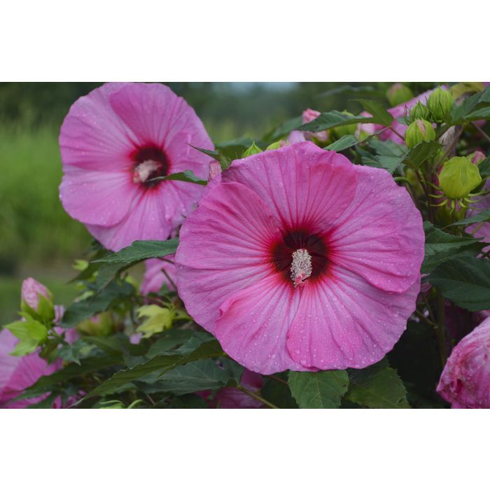 Hibiskus bagienny &#39;Summerfic™ Candy Crush&#39; Hibiscus moscheutos