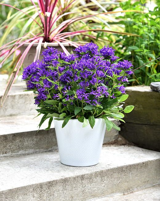 Dzwonek skupiony &#39;Blue Crown&#39; Campanula glomerata