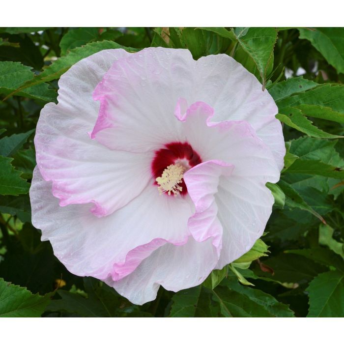 Hibiskus bagienny 'Summerfic™ Ballet Slippers' Hibiscus moscheutos