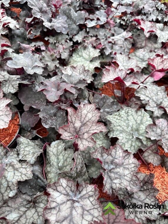 Żurawka ciemnolistna mix Heuchera