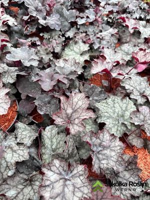 Żurawka ciemnolistna mix Heuchera