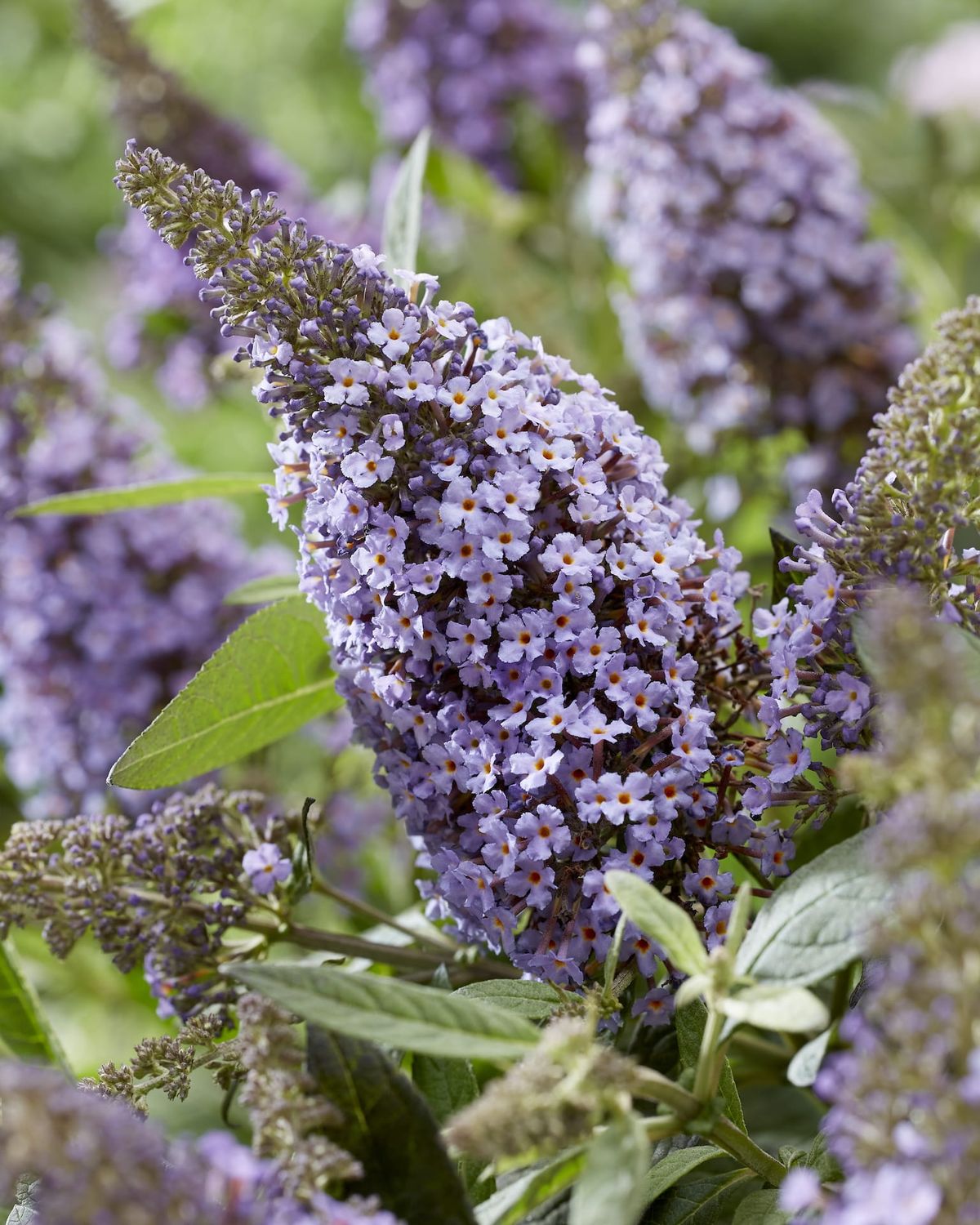 Budleja &#39;Butterfly Candy Little Sweetheart&#39; Buddleja davidii