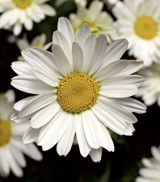 Złocień &#39;Western Star™ Libra&#39; Leucanthemum maximum