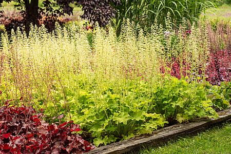 Żurawka &#39;Rex™ Lime&#39; Heuchera