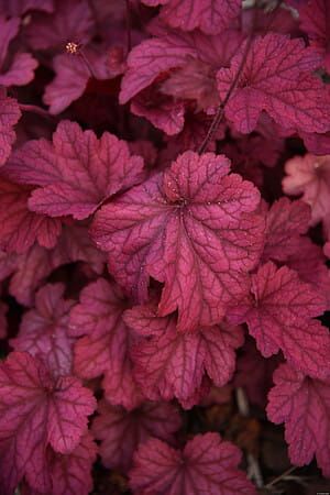 Żurawka &#39;World Caffé™ Shakerato&#39; Heuchera