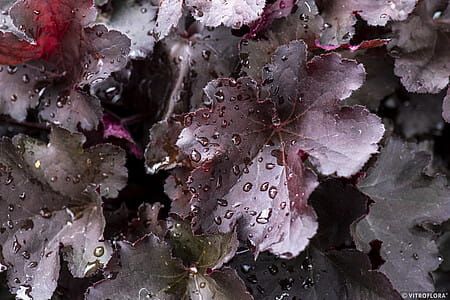 Żurawka &#39;Rex™ Black&#39; Heuchera