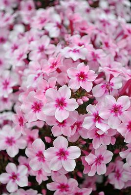Floks &#39;Early® Pink&#39; Phlox paniculata