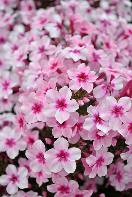 Floks &#39;Early® Pink&#39; Phlox paniculata