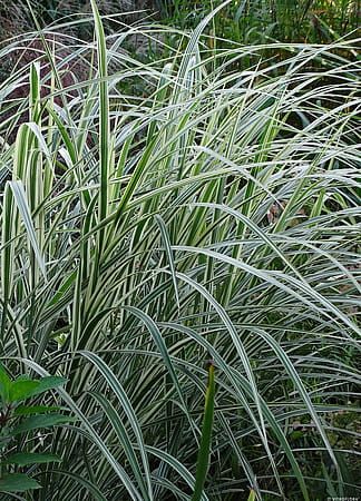 Miskant chiński &#39;Cosmopolitan&#39; Miscanthus sinensis