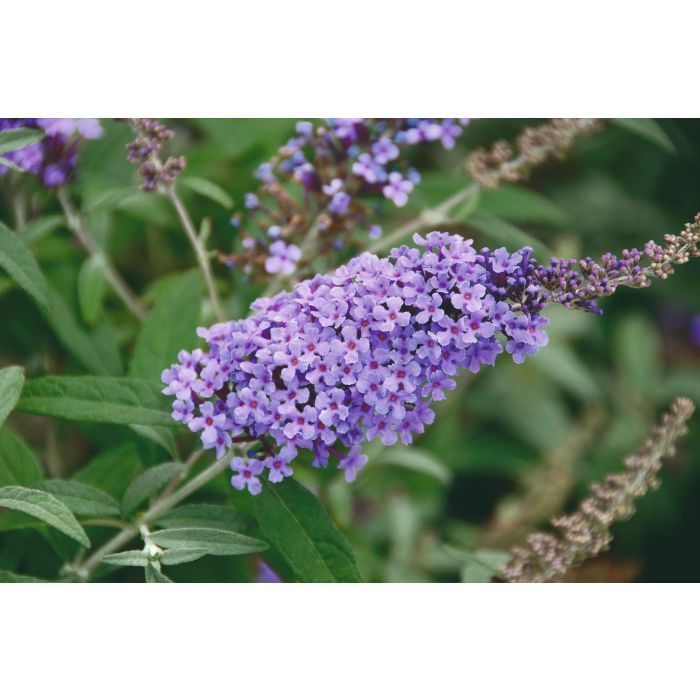 Budleja Davida &#39;Buzz Lavender&#39; Buddleja davidii