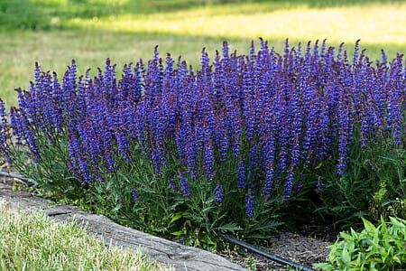 Szałwia omszona &#39;Carina&#39; Salvia hybrida