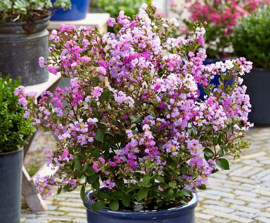 Lagerstroemia indyjska &#39;With Love Eternal&#39; Lagerstroemia indica