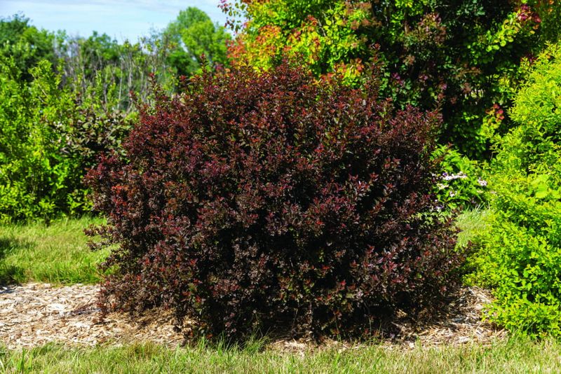 Pęcherznica kalinolistna 'Spicy Devil' Physocarpus opulifolius