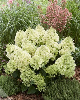 Hortensja bukietowa &#39;Bee Happy&#39;® Hydrangea paniculata