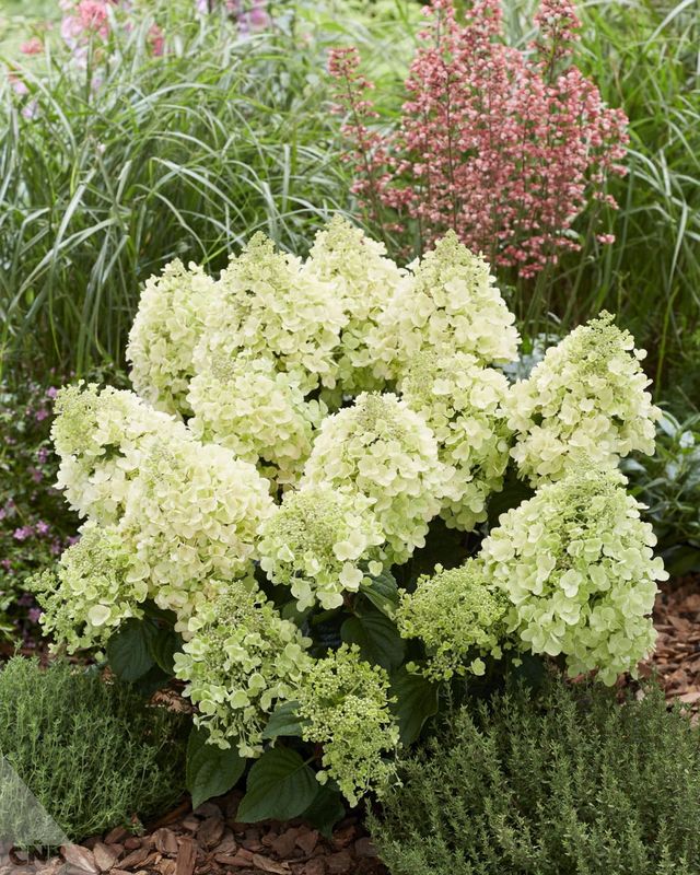 Hortensja bukietowa &#39;Bee Happy&#39;® Hydrangea paniculata