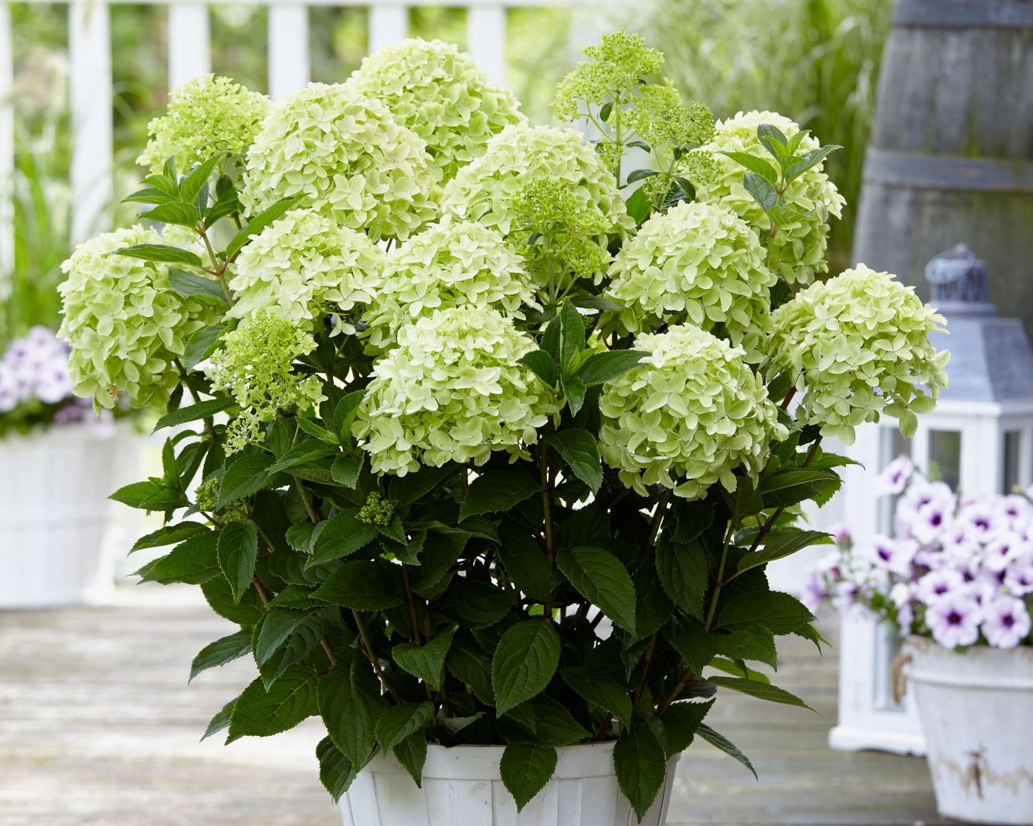 Hortensja bukietowa GardenLights &#39;WhiteLight&#39;® Hydrangea paniculata