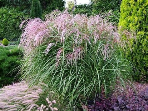 Miskant chiński &#39;Flamingo&#39; Miscanthus sinensis