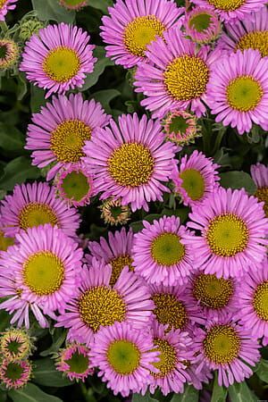 Przymiotno sine &#39;Sea Breeze&#39; Erigeron glaucus