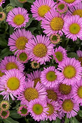 Przymiotno sine &#39;Sea Breeze&#39; Erigeron glaucus