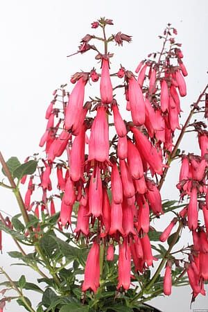 Fuksja przylądkowa &#39;Candy Drops Red&#39; Phygelius capensis