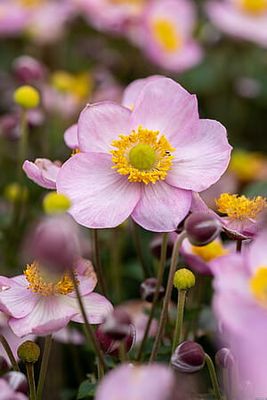 Zawilec japoński &#39;Little Breeze Candy&#39; Anemone