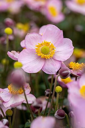 Zawilec japoński &#39;Little Breeze Candy&#39; Anemone