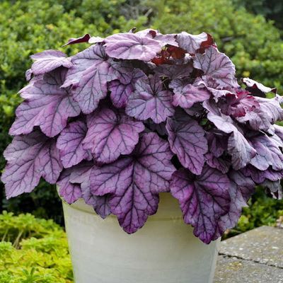 Żurawka &#39;Pink Panther&#39; Heuchera