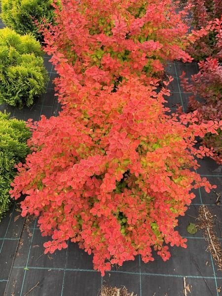 Berberys &#39;Desperados&#39;® Berberis thunbergii