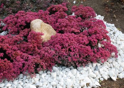 Rozchodnik &#39;SunSparkler® Dazzlebery&#39; Sedum hybrida