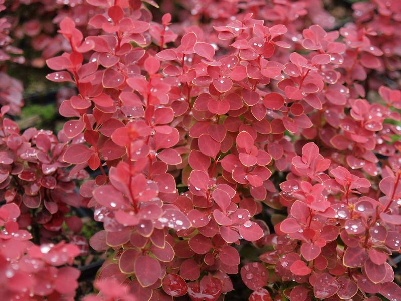 Berberys &#39;Chiquita&#39;® Berberis thunbergii