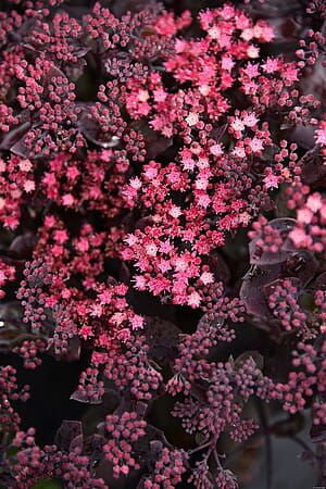 Rozchodnik &#39;Globe Purple&#39; Sedum hybrida