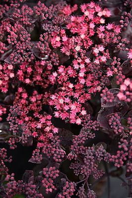 Rozchodnik &#39;Globe Purple&#39; Sedum hybrida