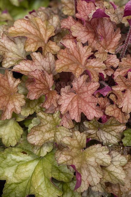 Żurawka &#39;World Caffe™ Americano&#39; Heuchera