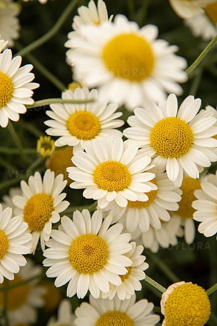 Rumian szlachetny &#39;Souce Hollandoise&#39; Anthemis tinctoria