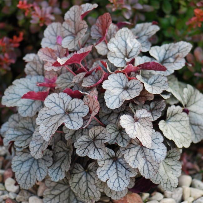 Żurawka &#39;Silver Scrolls&#39; Heuchera