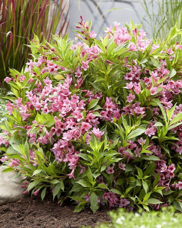 Krzewuszka &#39;Picobella Rosa&#39; Weigela