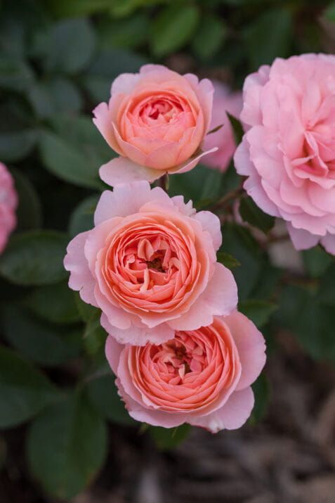 Róża stojąca &#39;Easy Elegance® Calypso&#39; Rosa hybrida