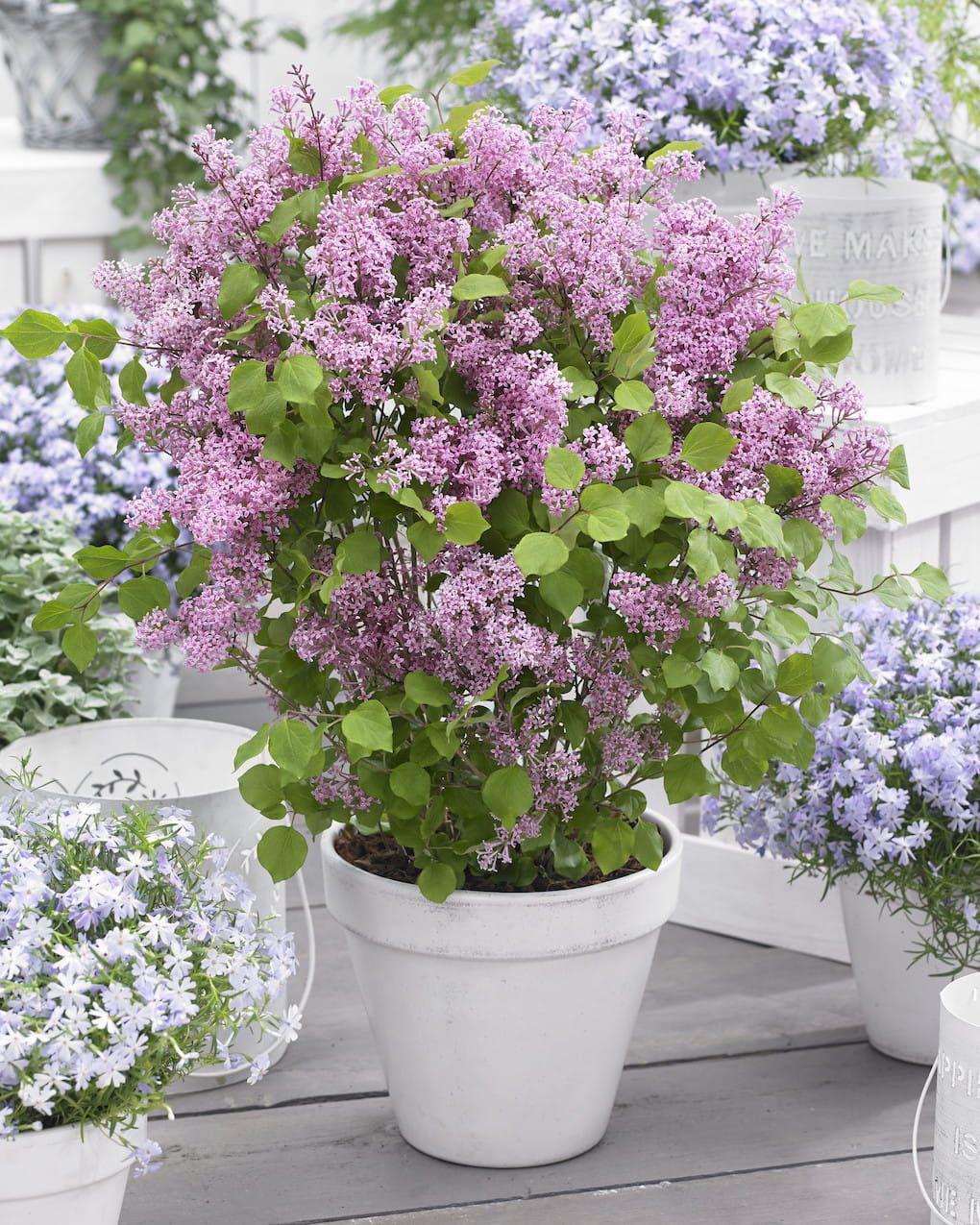 Lilak Meyera &#39;Flowerfesta® Pink&#39; Syringa meyeri